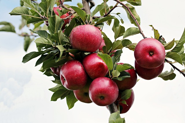 Improve Your Immunity and Microbiota Easily with Red Apples