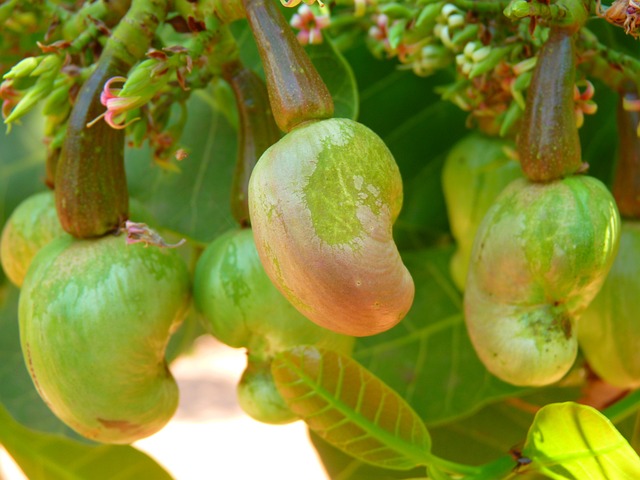 cashews tree