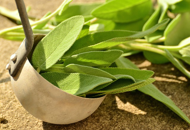 sage brain health herbs