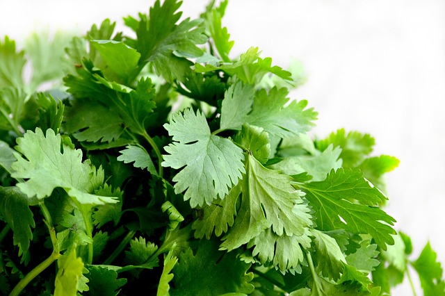 Coriander Is The Antioxidant Powerhouse For Your Diet