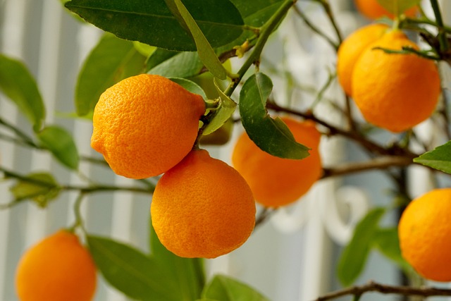 Are You Getting Enough Vitamin C in Your Diet?