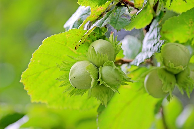 Top Health Benefits of Hazelnuts and How to Add them to Your Diet