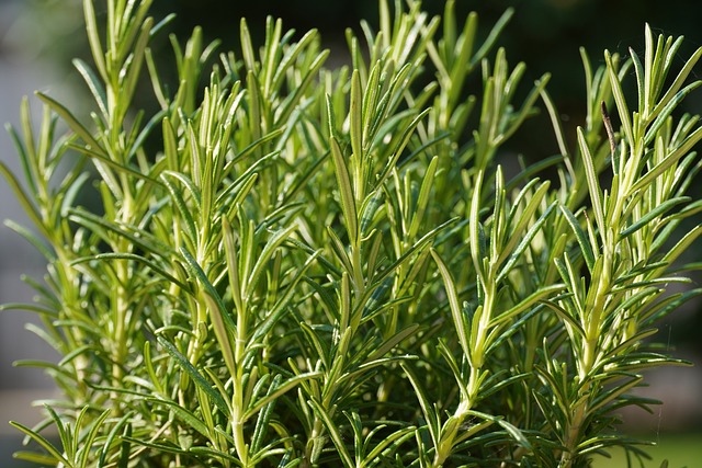 Rosemary: Discover The Wonders of An Aromatic Herb and Unlock its Potential