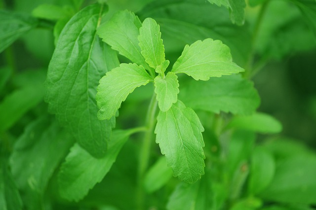 Debunking the Myth: Why Stevia May Not Be as Healthy as People Think