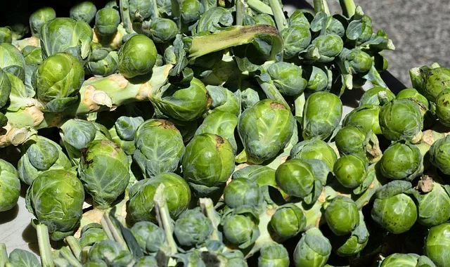 fresh brussels sprouts