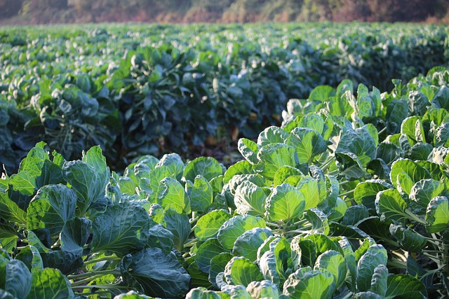 Cruciferous Vegetables