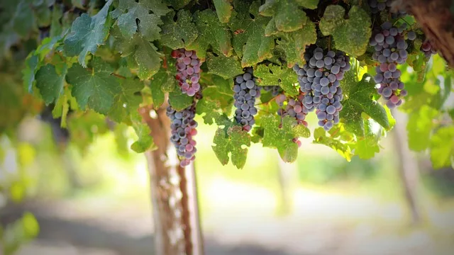 Grapes for Nutrition and Health in Every Handful