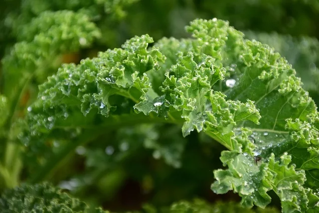 kale - a superfood