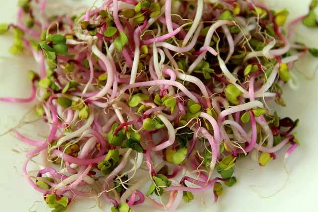 Sprouts Can Boost Nutrition in a Vegetarian Diet