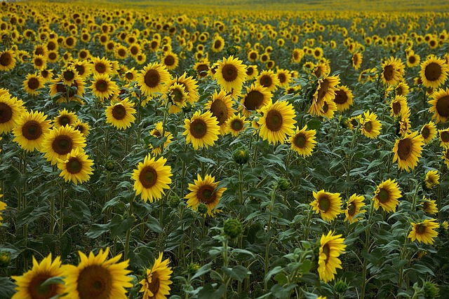 Sunflower Oil: Exploring Pros and Cons of its Usage
