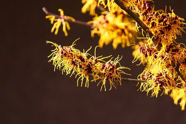 How to Use Witch Hazel for Varicose Veins Relief