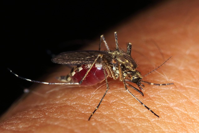 Health Effects of Mosquito Repellents and How to Choose the Safest Option